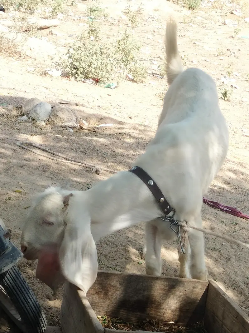 Rajanpuri bakri — photo 3