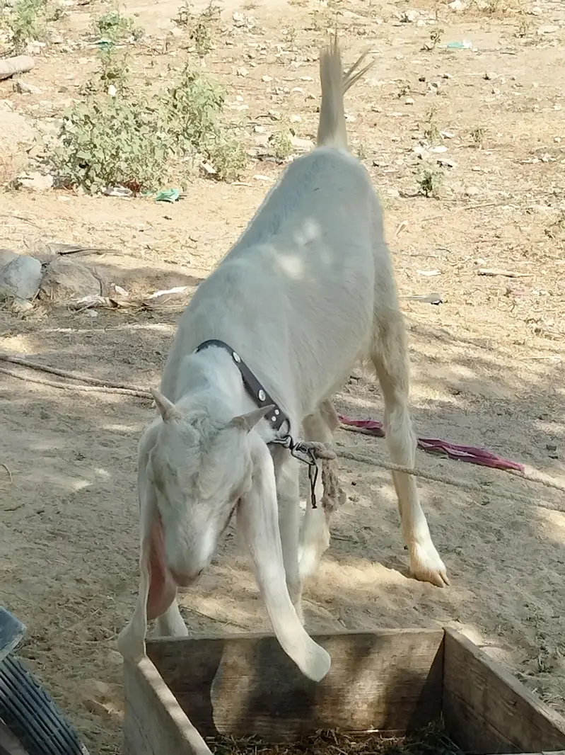 Rajanpuri bakri — photo 4