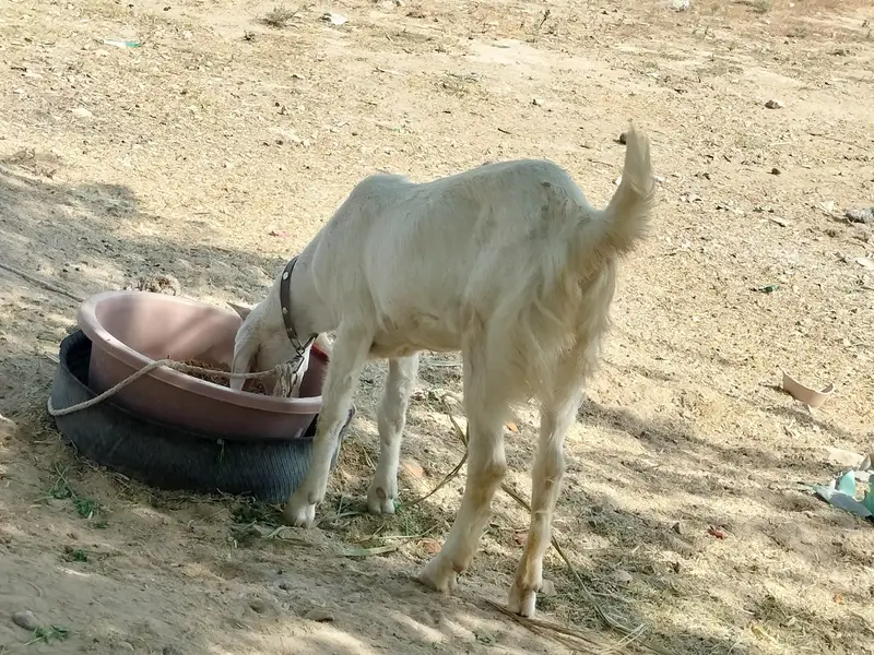 Rajanpuri bakri — photo 5