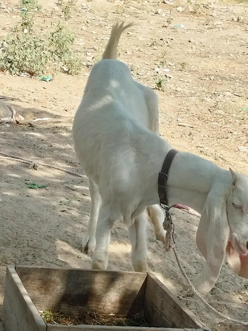 Rajanpuri bakri — photo 6