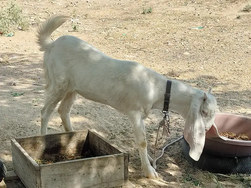 Rajanpuri bakri — photo 7