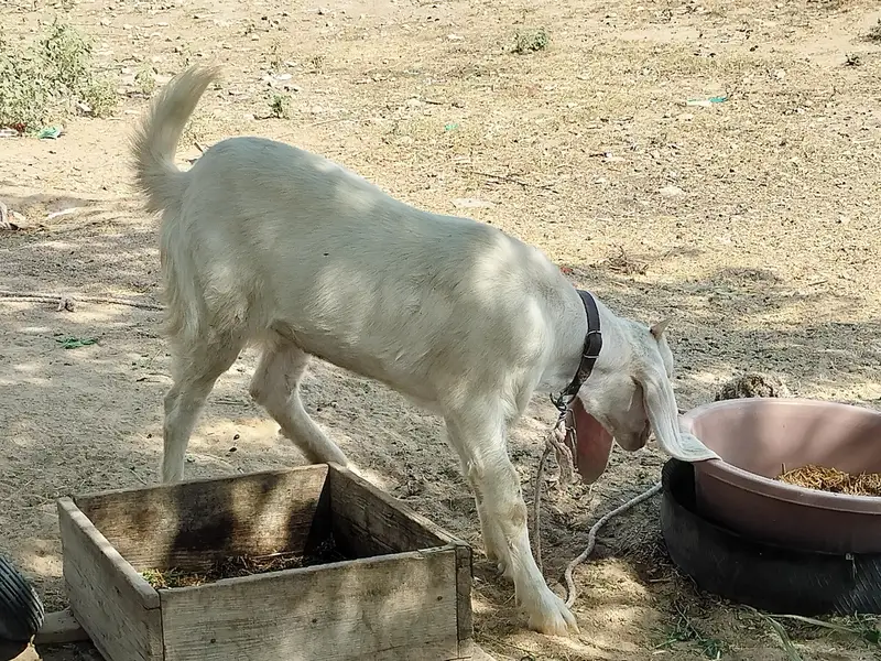 Rajanpuri bakri — photo 8