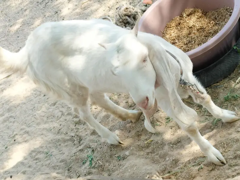 Rajanpuri bakri — photo 9