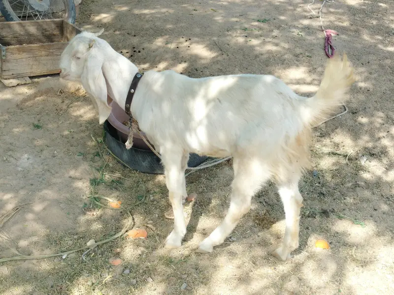 Rajanpuri bakri — photo 10