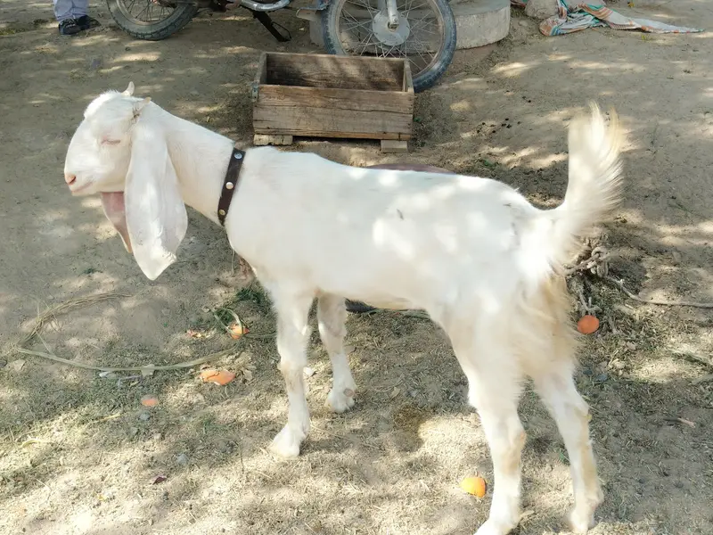 Rajanpuri bakri — photo 11