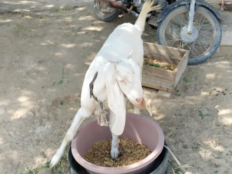 Rajanpuri bakri — photo 12