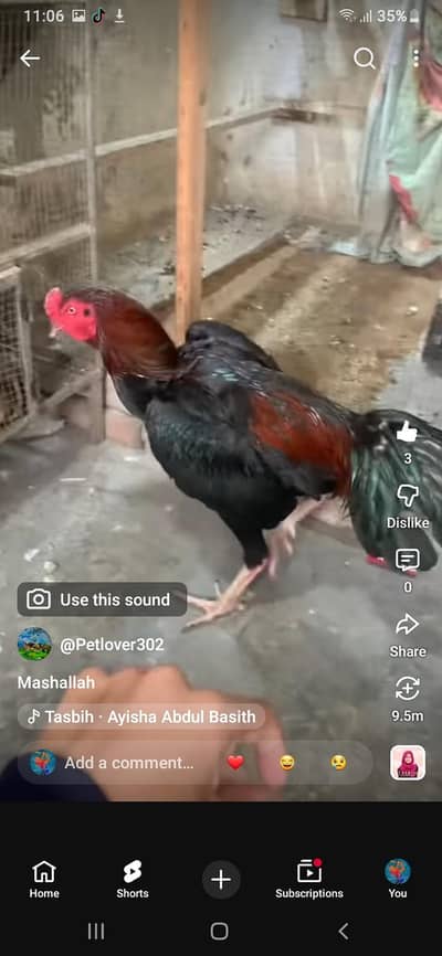 long height quality ptha for sale shamo k barabar ha vedio on whatapp