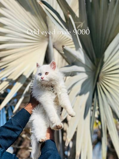 Persian odd eyed cat