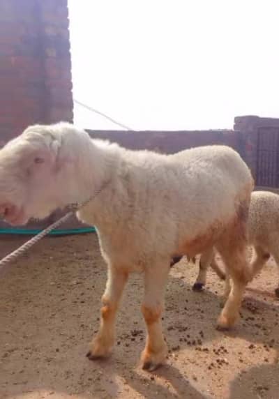Full D face pink  Mundra  chatra jori for sale