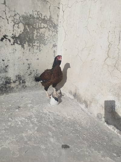 High Quality Madi For Sale