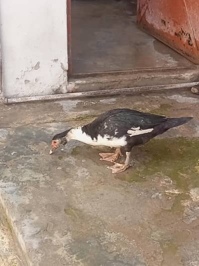 Ducks in reasonable price