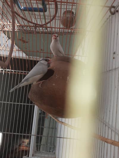 Breeding Java pair with Cage