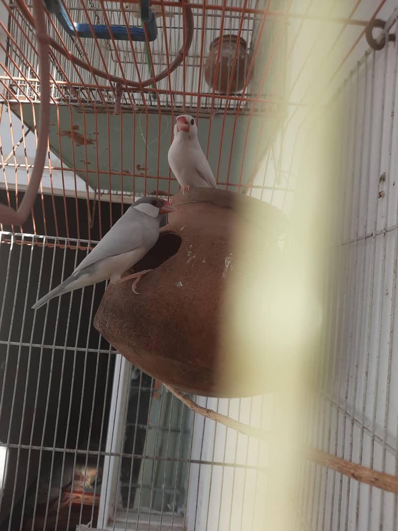 Breeding Java pair with Cage 0