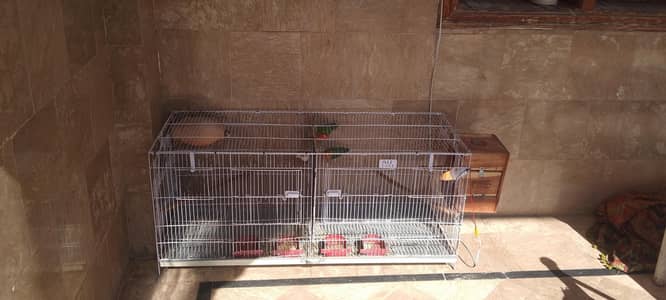 love bird breader pairs