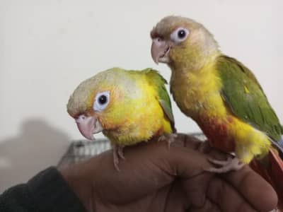 hand tame pineapple conure