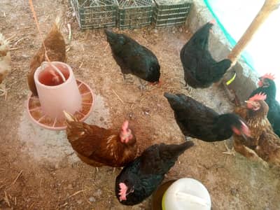 Lohman brown & block Eggs Laying  hen's for Sale