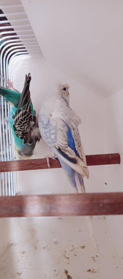 Hogoromo spilt black wing pair