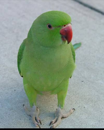 Green ringneck Parrot