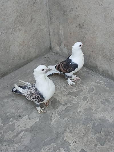 common cherry Sentinent pair 3417364953