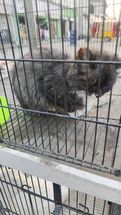 4 month persian Cat color = black+white