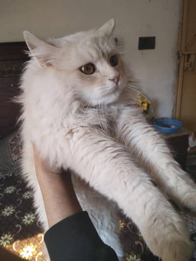 I am selling a Persian cat