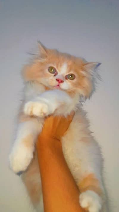 Pair of Persian Cats ( Male & Female )