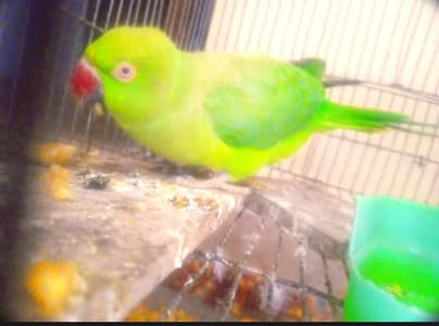 Bright  Green   Parrot Cutie Pie 