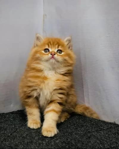 Persian male cat for sale