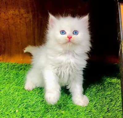 Persian female kitten for sale My WhatsApp number 03 20 24 100 47