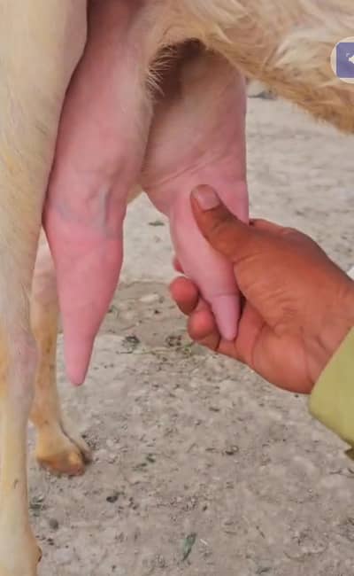 2 butcher vali Rajan puri bakri for sale. 03376219832