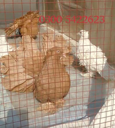 American Fantail / Laka kboter