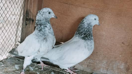 faqeer gul, 35 waly or ferozpuri 3 pairs