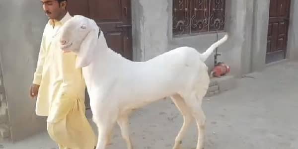 Rajan puri Bakra for sale. 03376219832