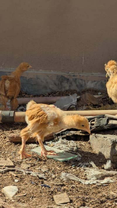color silkie and golden buff chicks