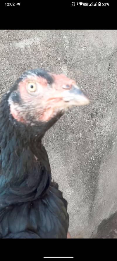 aseel muska Madi quality wale Madi ha