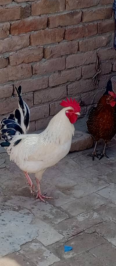 One male or 2 femalebirgent  for sale in multan
