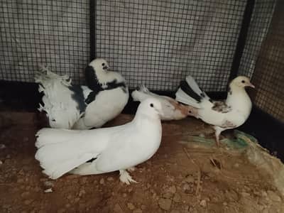 lakha pegions 1 pair breeder and 1 pair chicks