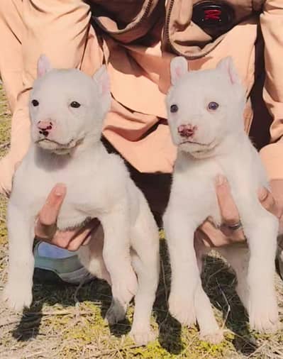 kohati  gultair jori for sale