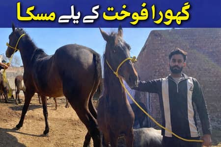 Horses forsale muska higth 62 inch