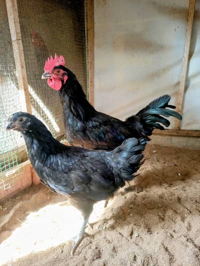 Australorp male female Pair