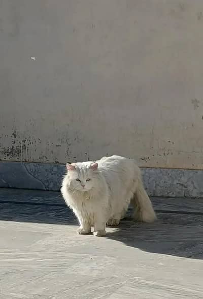 white collor  argent sale whatsap no 03704021448