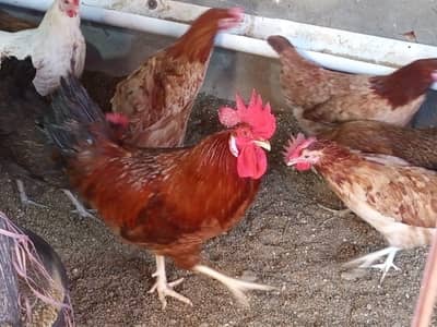 Golden Misri Egg Hens