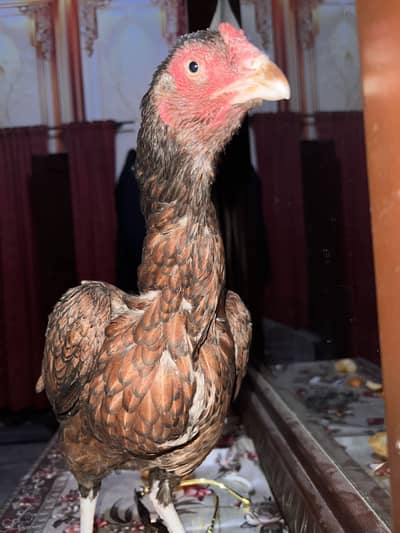 Aseel murgi very healthy