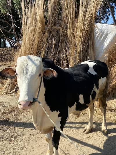 Barahmad for sale dand 4year Age