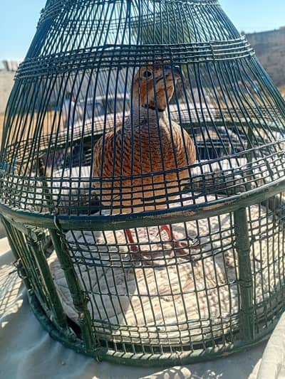 irani male king size 03058914879 call or whatsapp