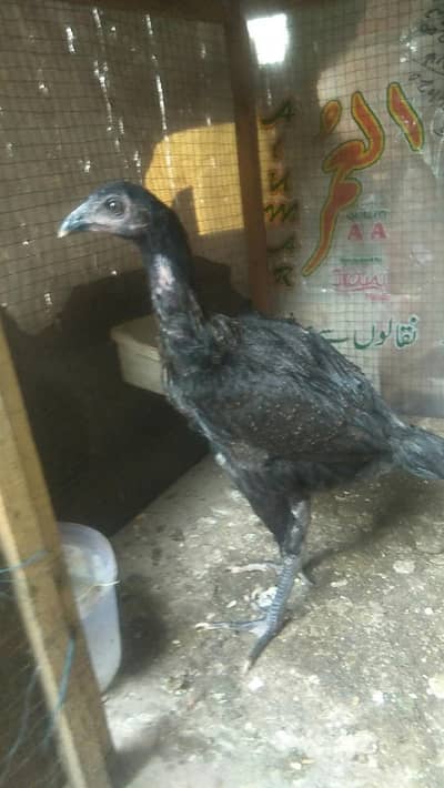 Thai vath naam male available call number 03271841140