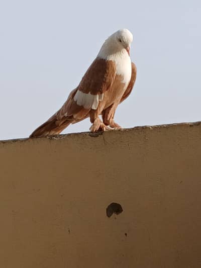 yellow karbalai gandedar pair
