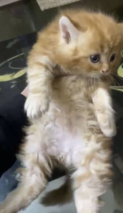 Male kitten 2 months old