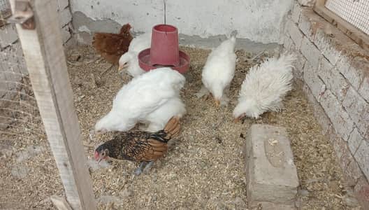 Heavy buff Sebrite or bantam