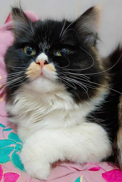 Calico persian  female
